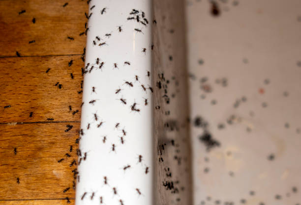 Best Flea Control Services  in Pleasant Hill, OH